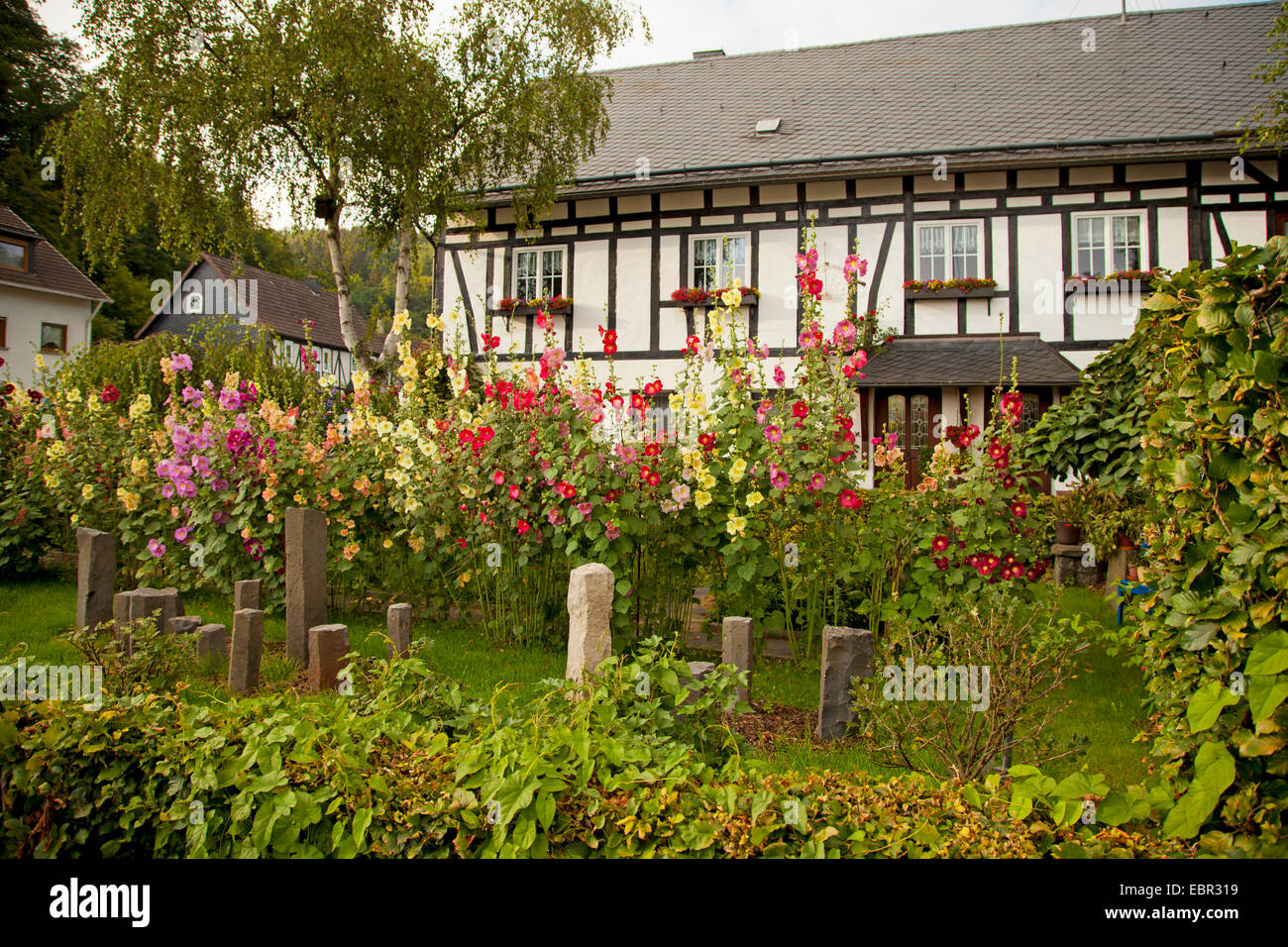 Holly Hock, Stockrose (Alcea Rosea, Althaia Rosea), Holly Sprunggelenke vor einem Fachwerk-Haus, Deutschland, Rheinland-Pfalz, Niederfischbach Stockfoto