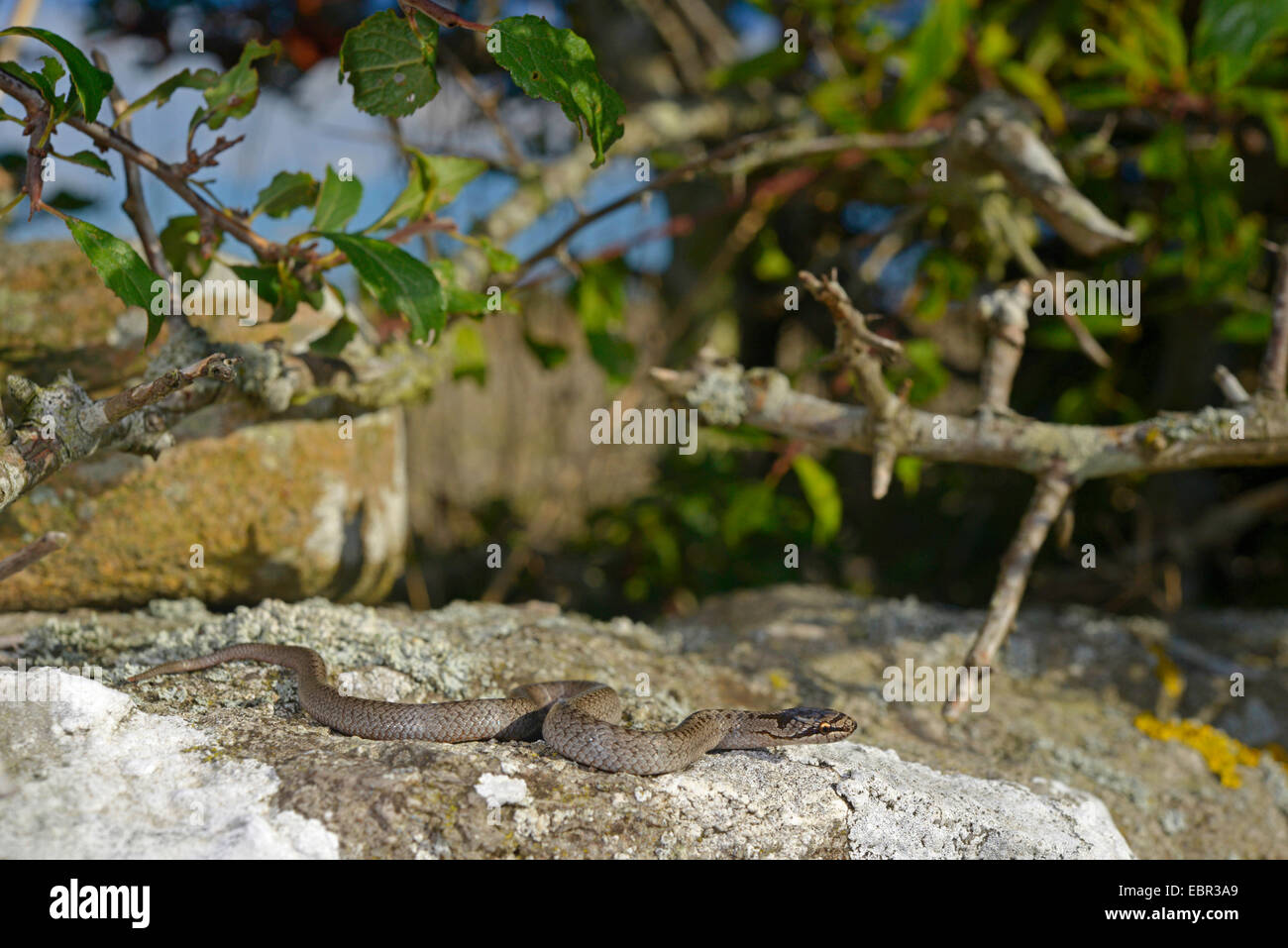 Schlingnatter (Coronella Austriaca), glatte junge Schlange auf Gotland in Schweden, Schweden, Gotland Stockfoto