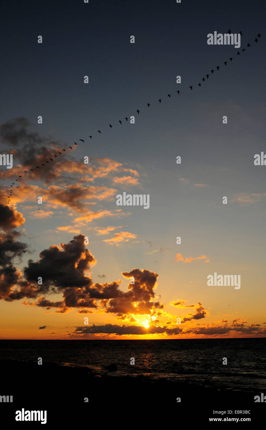 Wildgänse fliegen über der Küste Gotlands bei Sonnenuntergang, Schweden, Gotland Stockfoto