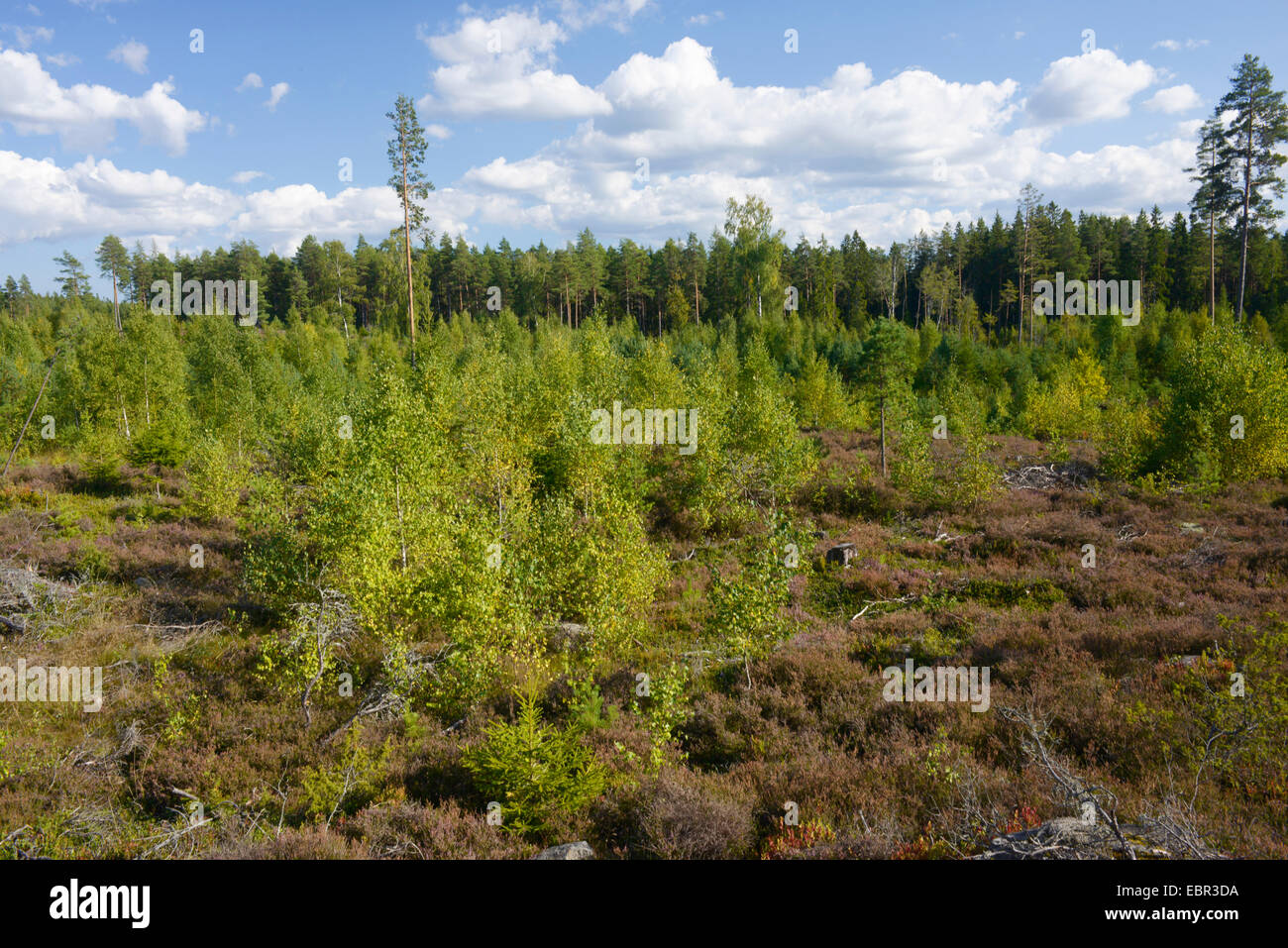 junge Birken in Heide, Schweden, Smaland Stockfoto