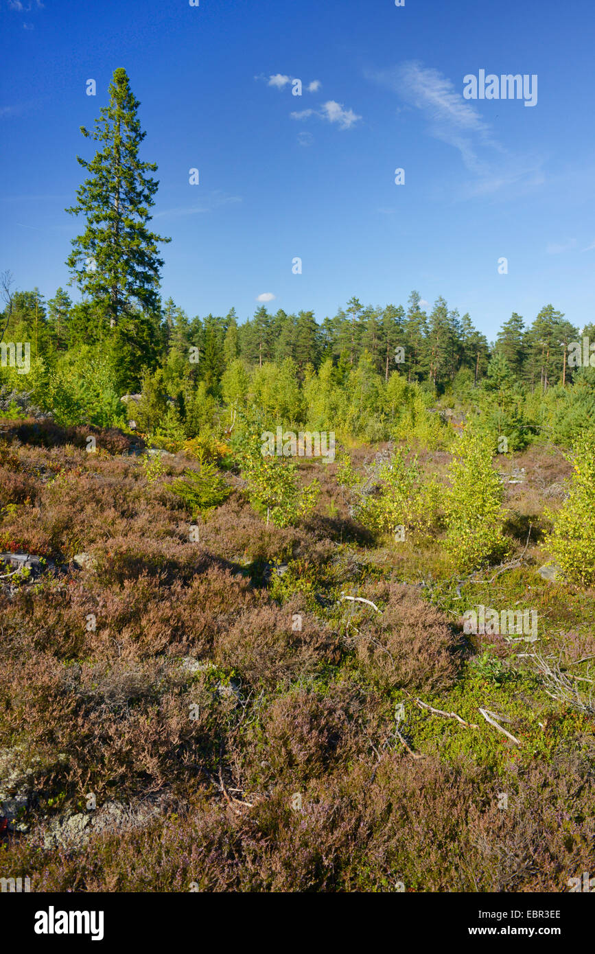 junge Birken in Heide, Schweden, Smaland Stockfoto