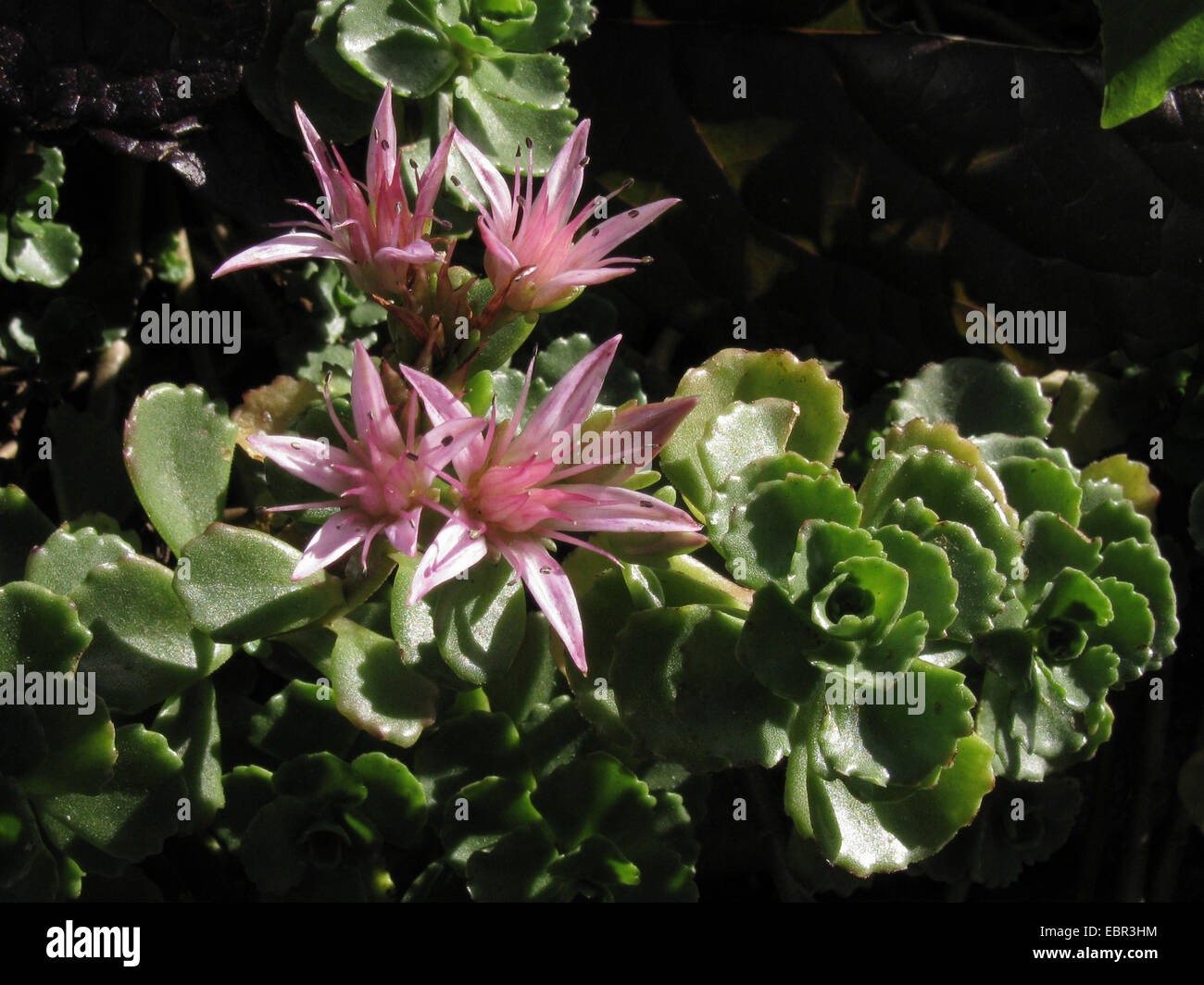 Kaukasische Fetthenne, zweireihige Fetthenne (Sedum Spurium, Phedimus Spurius), blühen, Deutschland Stockfoto