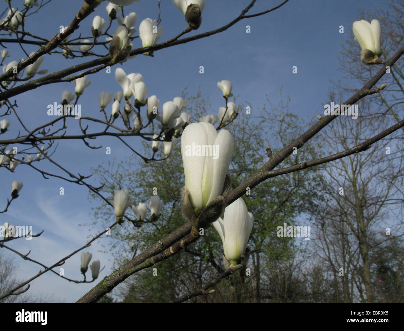 Lily Tree, Yulan (Magnolia Denudata), Blumen öffnen Stockfoto