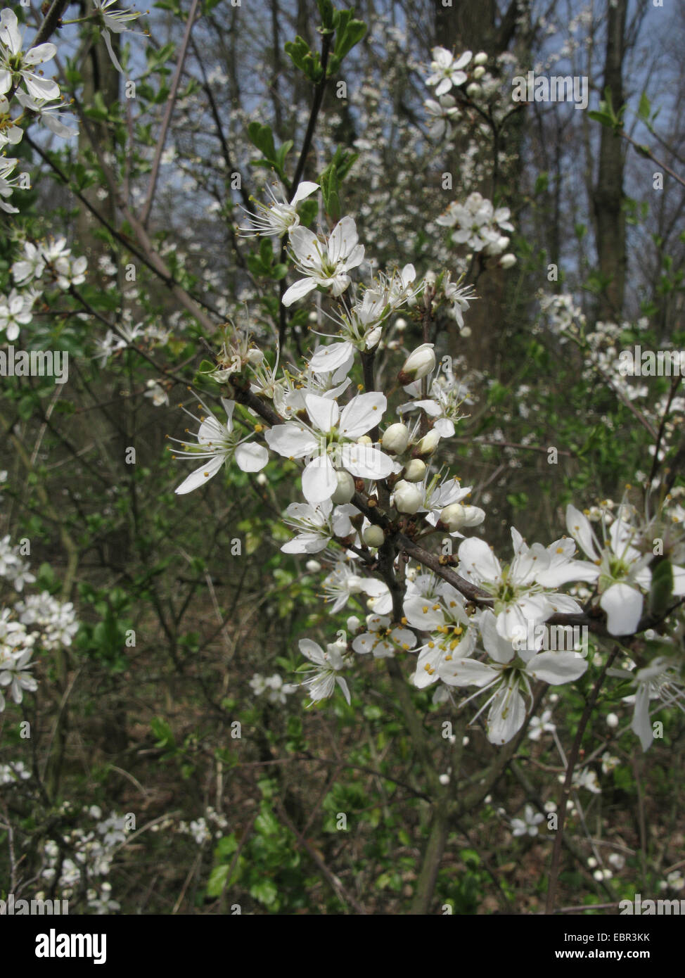 Schlehe, Schlehe (Prunus Spinosa), blühenden Zweig, Deutschland, Niedersachsen Stockfoto
