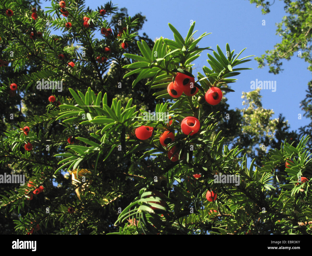 Eiben, englische Eibe, Europäische Eibe (Taxus Baccata), Fruchtbildung Branch, Deutschland Stockfoto