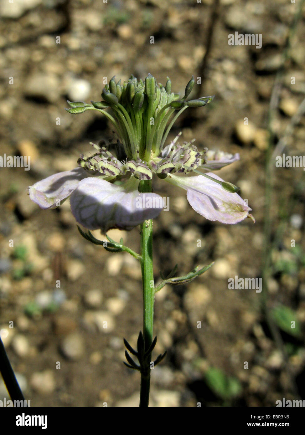schwarzer Cardamom (Nigella Arvensis), Blume, Deutschland Stockfoto