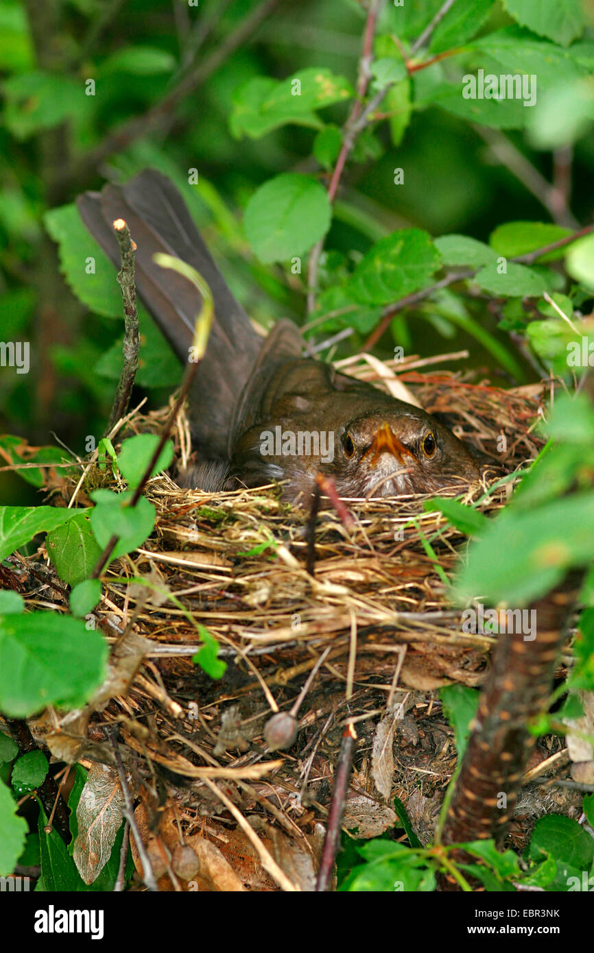 Amsel (Turdus Merula), in das Nest, Österreich Stockfoto