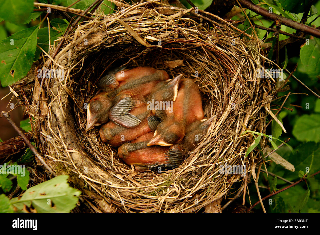Amsel (Turdus Merula), Küken im Nest, Österreich Stockfoto