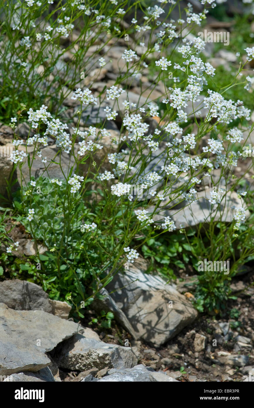 Kernera (Kernera Inselbogens), blühen, Schweiz Stockfoto