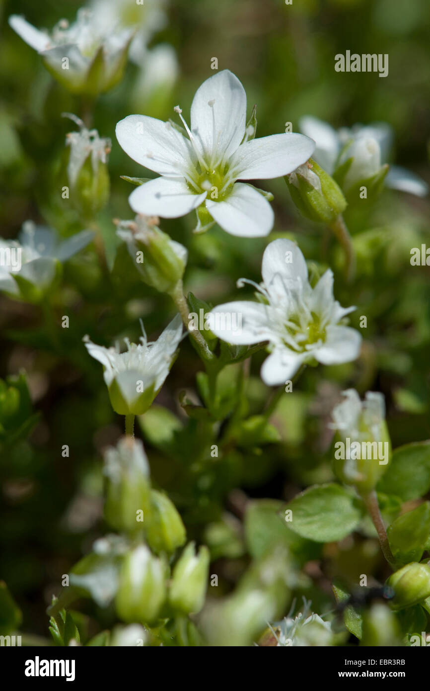 Fransen Sandwort (Arenaria Ciliata), blühen, Schweiz Stockfoto