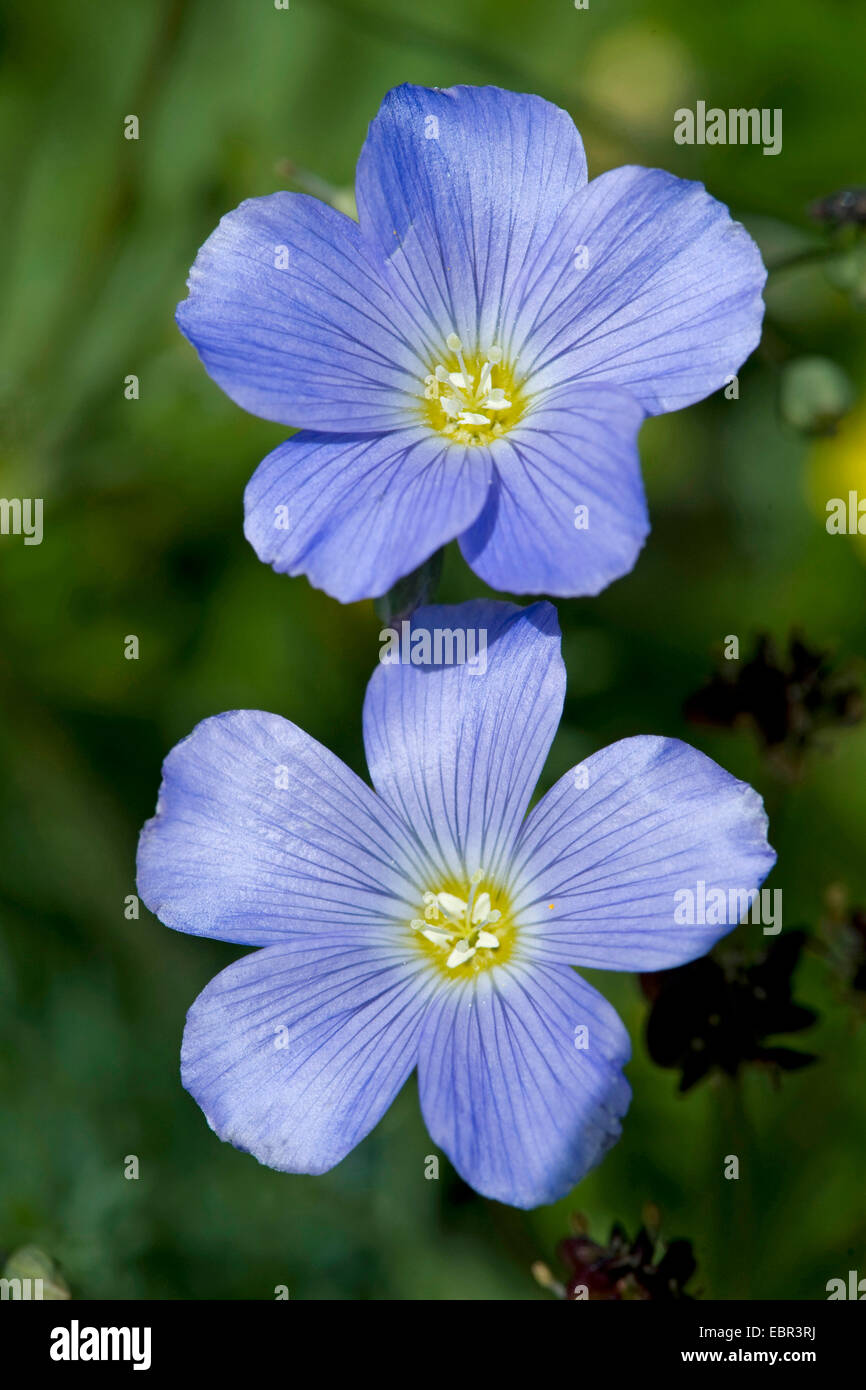Berg-Flachs (Linum Alpinum), Blumen, Schweiz Stockfoto