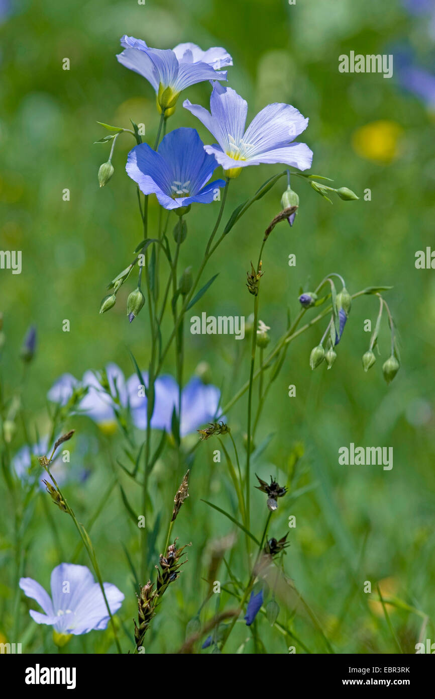 Berg Flachs (Linum Alpinum), blühen, Schweiz Stockfoto