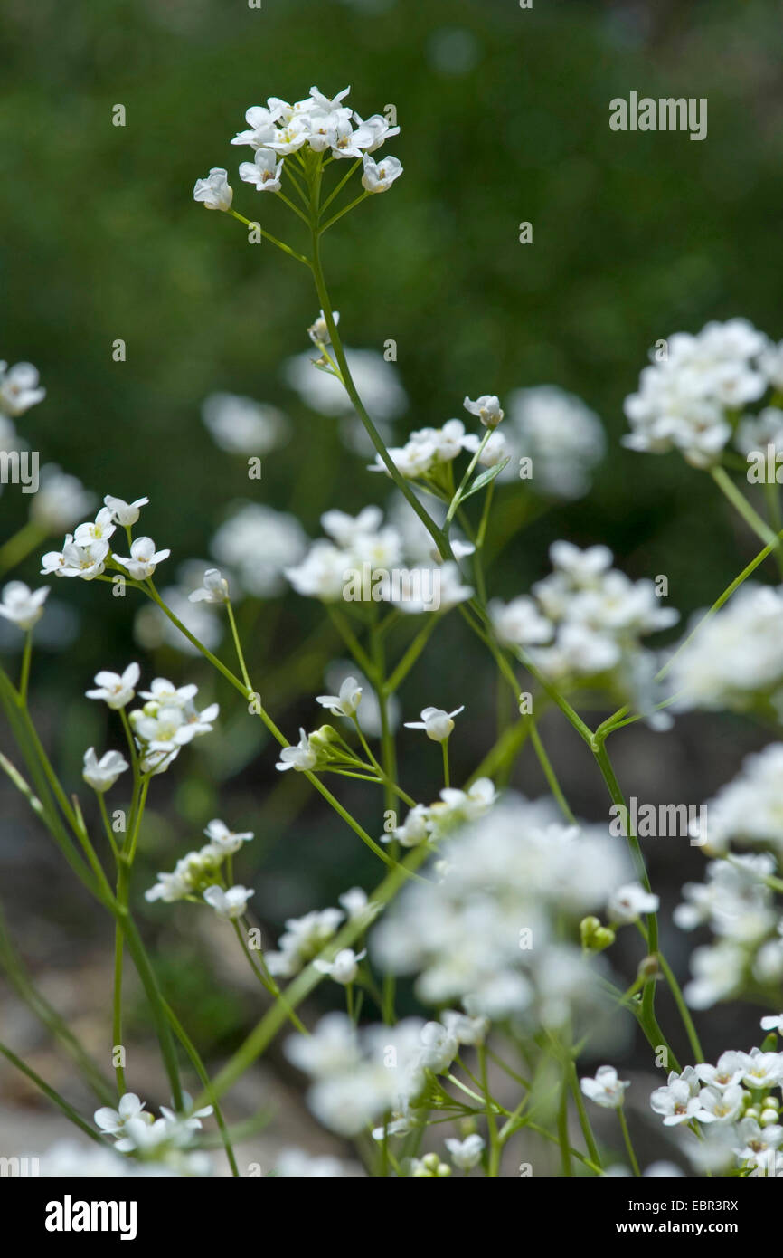 Kernera (Kernera Inselbogens), blühen, Schweiz Stockfoto