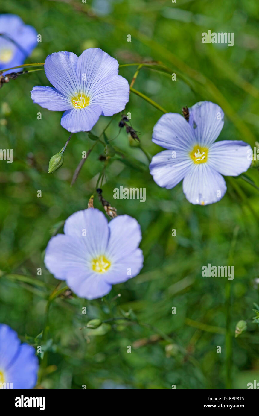 Berg Flachs (Linum Alpinum), blühen, Schweiz Stockfoto