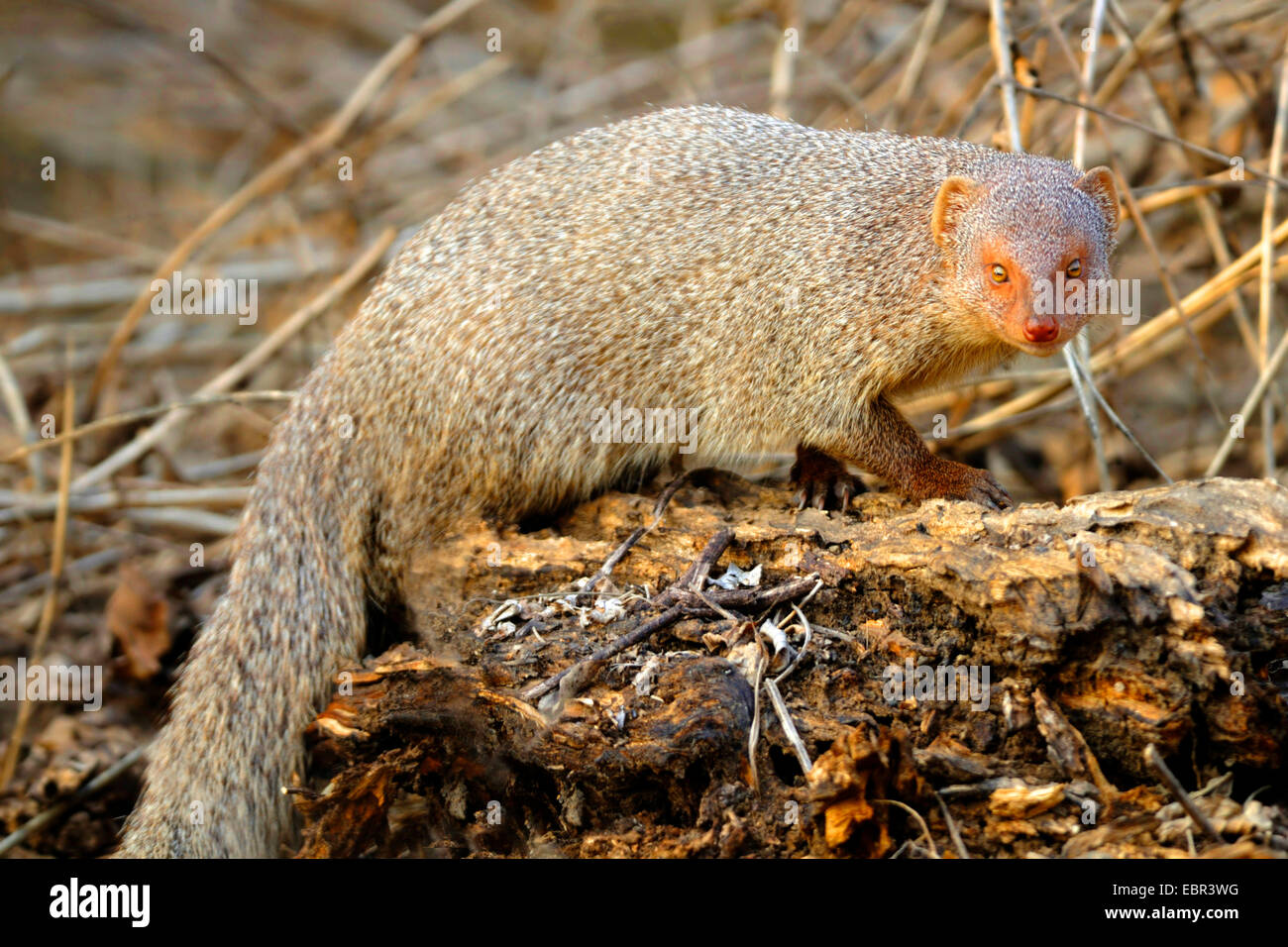 Indische grau Mungo, gemeinsame Grey Mongoose (Herpestes Edwardsii), Blick in die Kamera, Indien Stockfoto