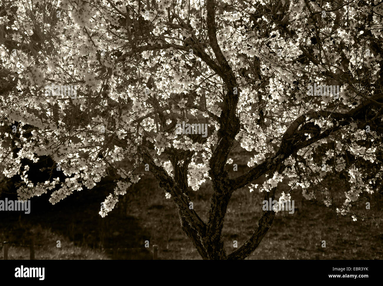 Blühenden Baum Sepia. Baum voller weißen Mandel Blüten und dunkle Äste. Mallorca, Balearen, Spanien Stockfoto