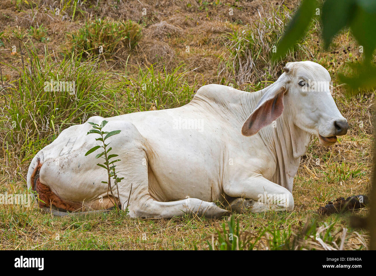 Zebu, bucklig Rinder Indicus-Rinder (Bos Primigenius Indicus, Bos Indicus), Grübeln, auf einer Wiese, Costa Rica, Jaco Stockfoto