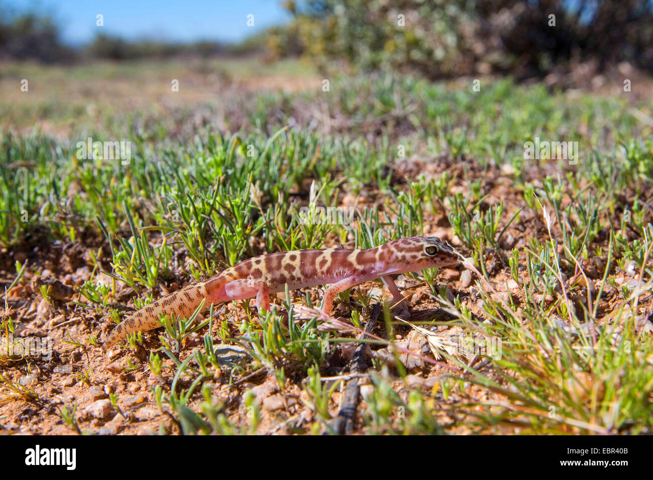 westlichen gebänderten Gecko (Coleonyx Variegatus), Lebensraum, USA, Arizona, Phoenix Stockfoto