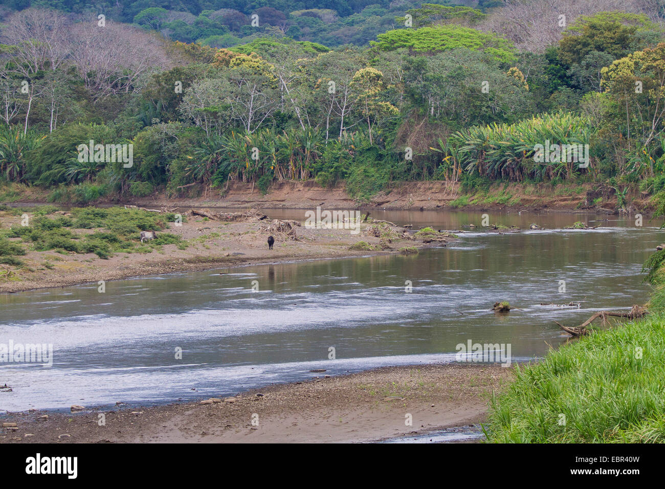 Rio Tarcoles nahe der Wasser-Mündung in den Pazifik, Costa Rica, Rio Tarcoles Stockfoto