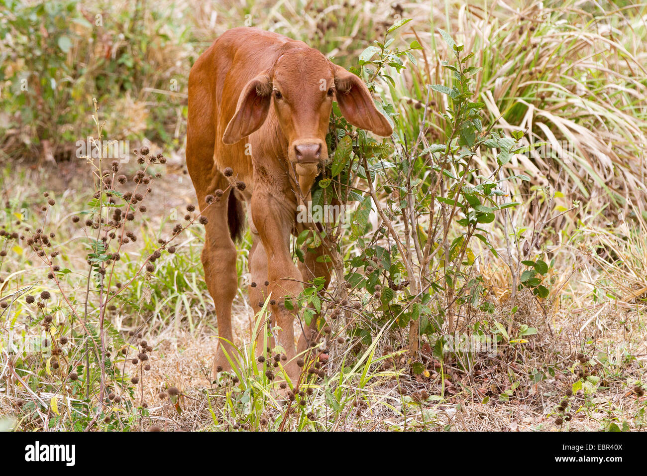 Zebu, bucklig Rinder, Indicus Rinder (Bos Primigenius Indicus, Bos Indicus), Kalb, stehend in der Strauch, Costa Rica, Jaco Stockfoto