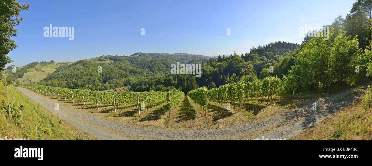 Weinberge in der Steiermark im Sommer, Österreich, Steiermark Stockfoto