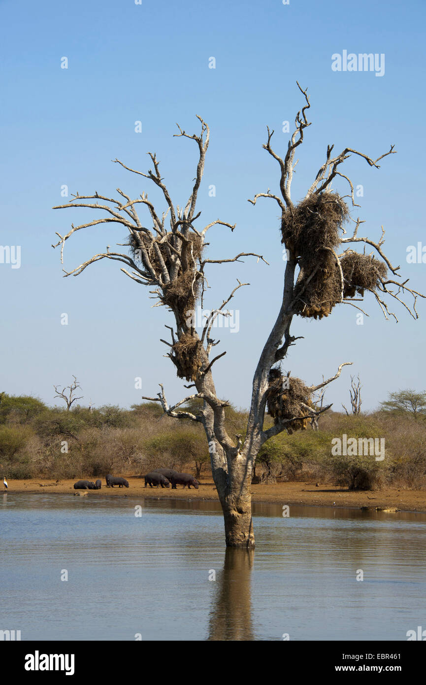 Nilpferd, Nilpferd, gemeinsame Flusspferd (Hippopotamus Amphibius), Herde an einem Seeufer mit einem Baum stehen im Wasser, Südafrika, Krüger Nationalpark, untere Sabie Stockfoto