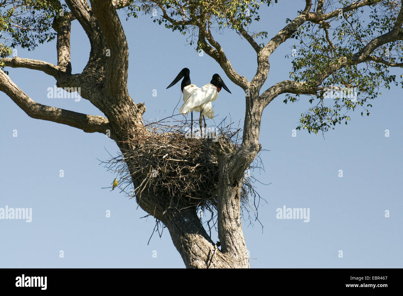 Jabiru (Nahrung Mycteria), paar auf Nest, Brasilien, Pantanal Stockfoto
