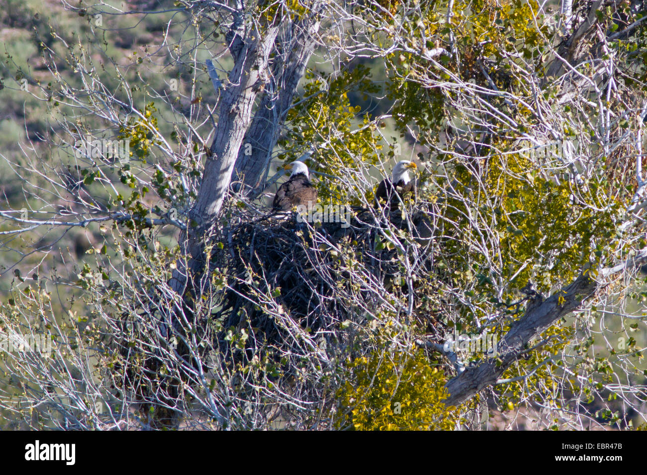 Weißkopfseeadler (Haliaeetus Leucocephalus), paar im Adlerhorst in Cottonwood Baum, Saltriver, Arizona, USA Stockfoto