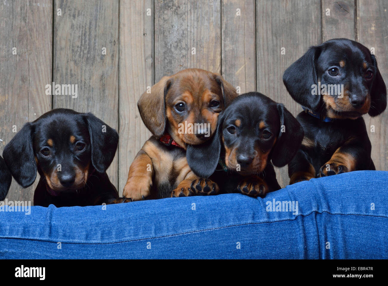 Kurzhaar-Dackel Kurzhaar-Dackel, Haushund (Canis Lupus F. Familiaris), vier Dackel Welpen mit Blick auf ein Bein, Deutschland Stockfoto