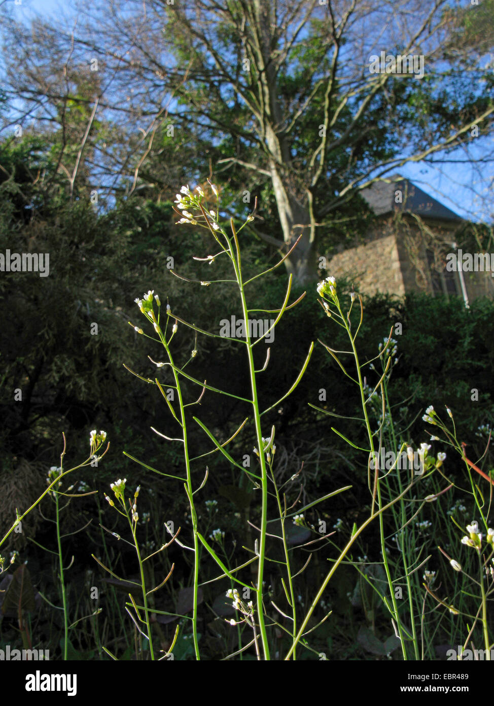 Hornkraut Kresse, Ackerschmalwand, Wand-Kresse (Arabidopsis Thaliana), Blütenstände, Deutschland, Nordrhein-Westfalen Stockfoto