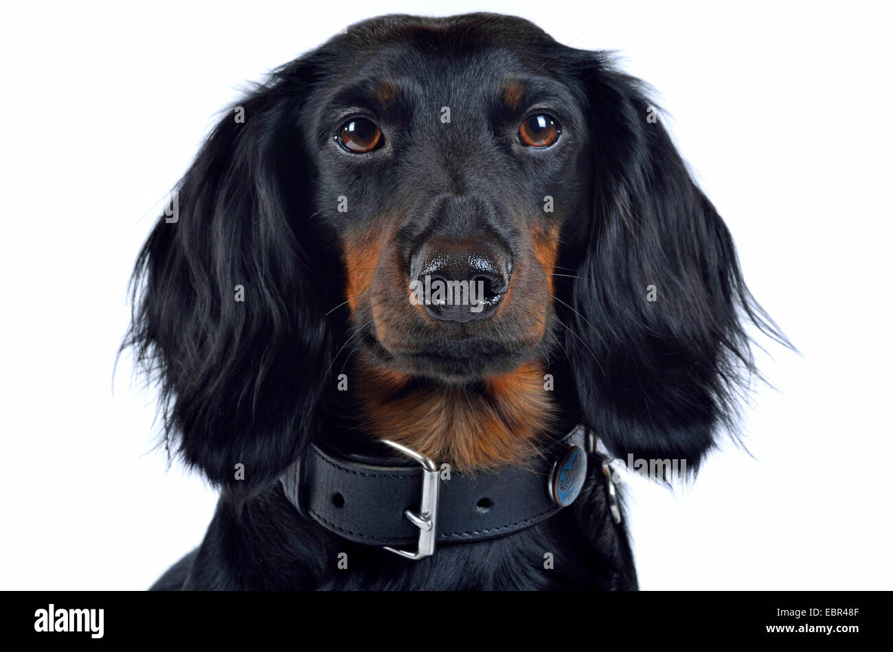 Langhaar Dackel Langhaar Dackel, Haushund (Canis Lupus F. Familiaris), Portrait eines schwarzhaarigen Mannes, Deutschland Stockfoto