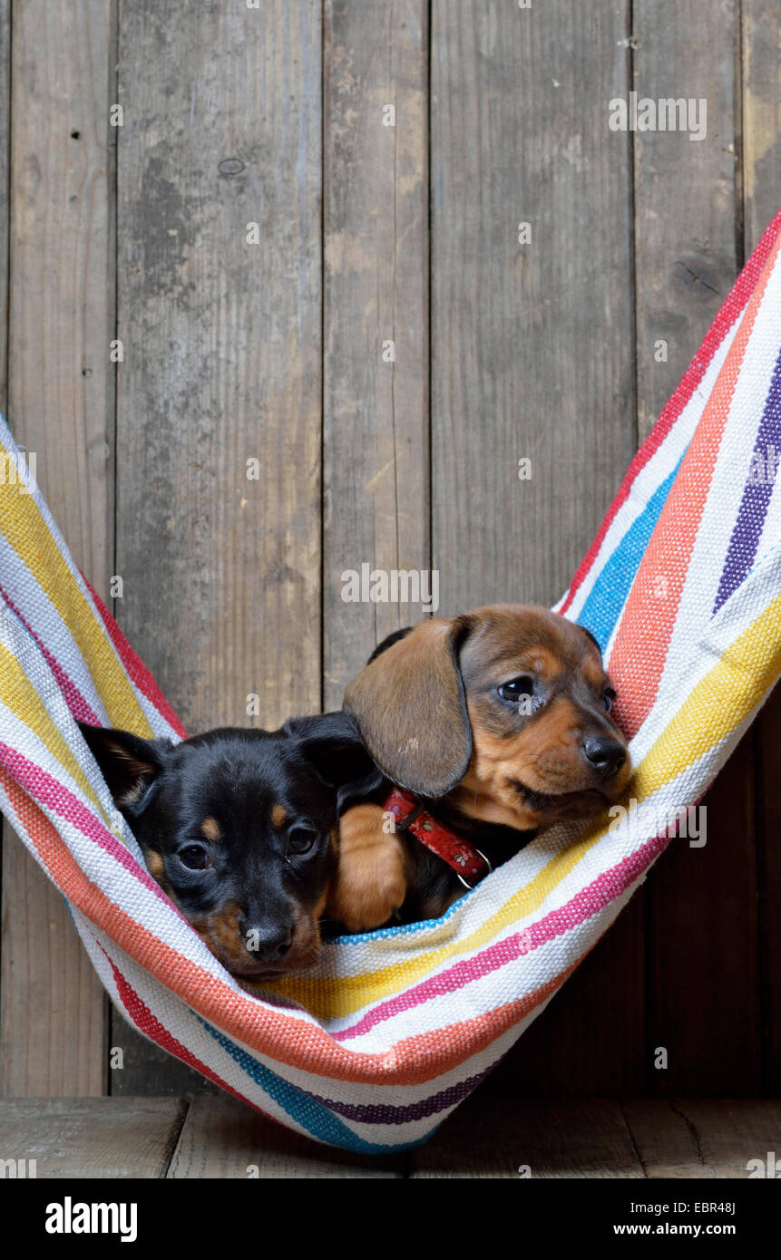 Kurzhaar-Dackel Kurzhaar-Dackel, Haushund (Canis Lupus F. Familiaris), zwei Dackel-Welpen in eine gestreifte Hängematte, Deutschland Stockfoto