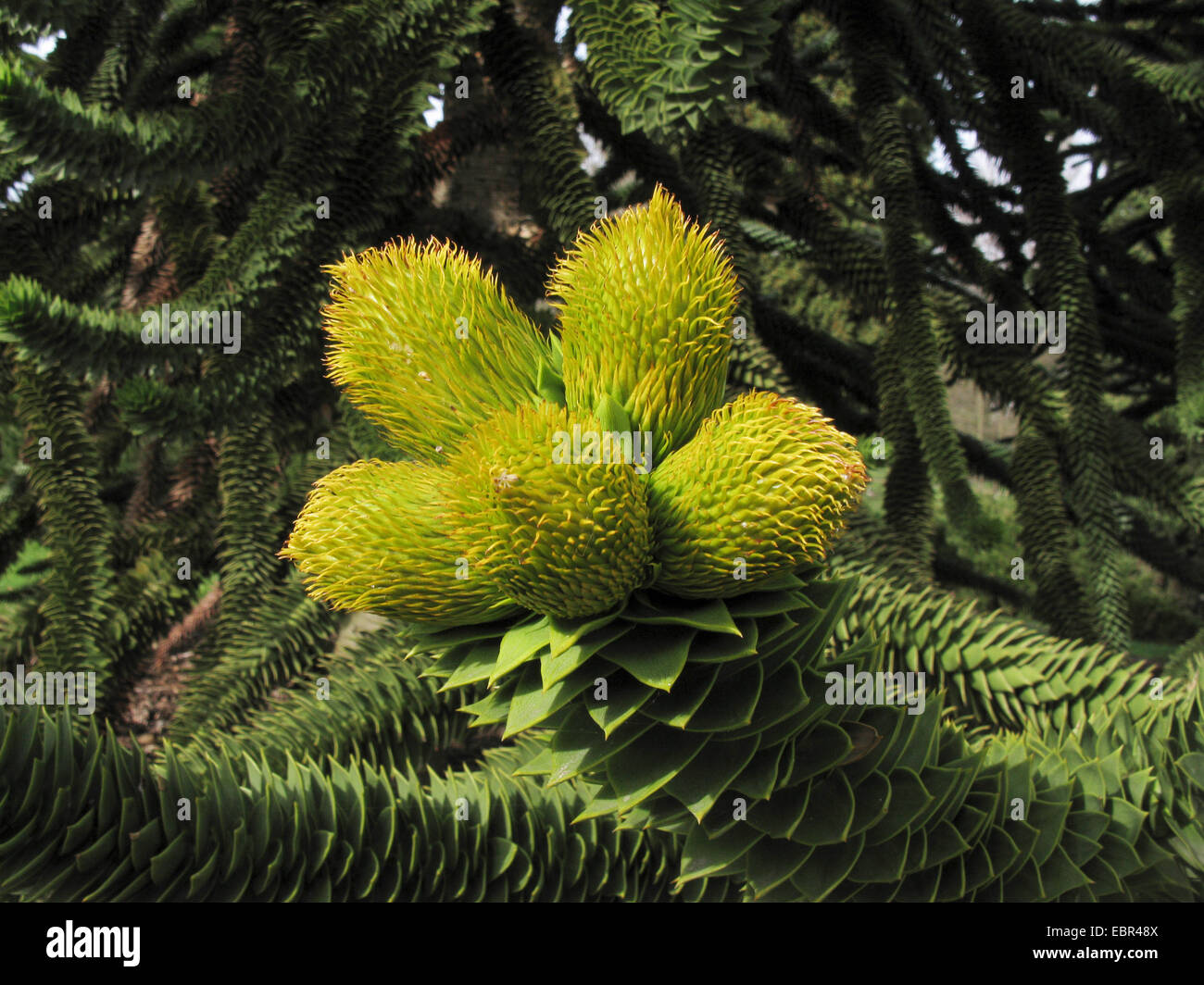 Chilenische Kiefer (Araucaria Araucana), männliche Blütenstände Stockfoto