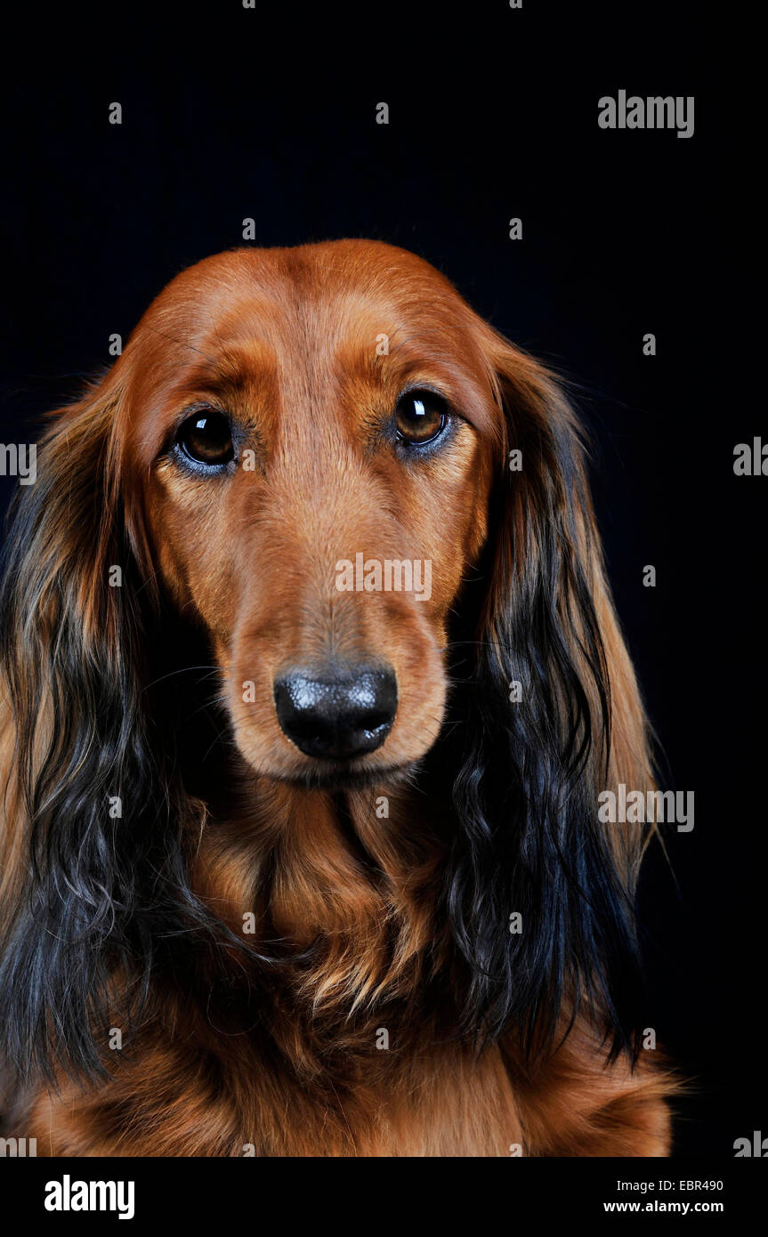 Langhaar Dackel Langhaar Dackel, Haushund (Canis Lupus F. Familiaris), Portrait vor schwarzem Hintergrund, Deutschland Stockfoto
