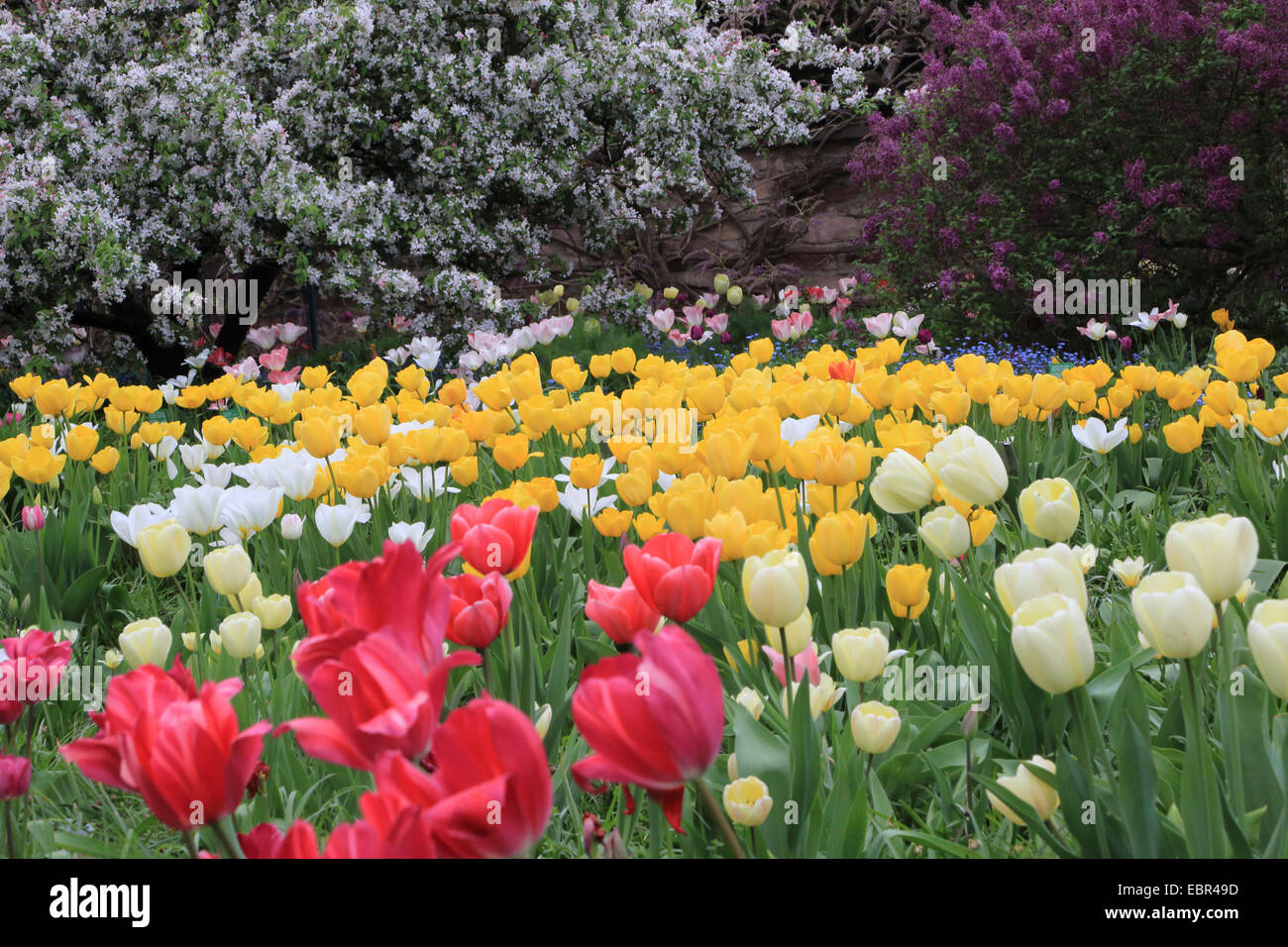 gemeinsamer Garten-Tulpe (Tulipa spec.), Blumenbeet im Frühjahr mit gelben, roten und weißen Tulpen, Deutschland Stockfoto