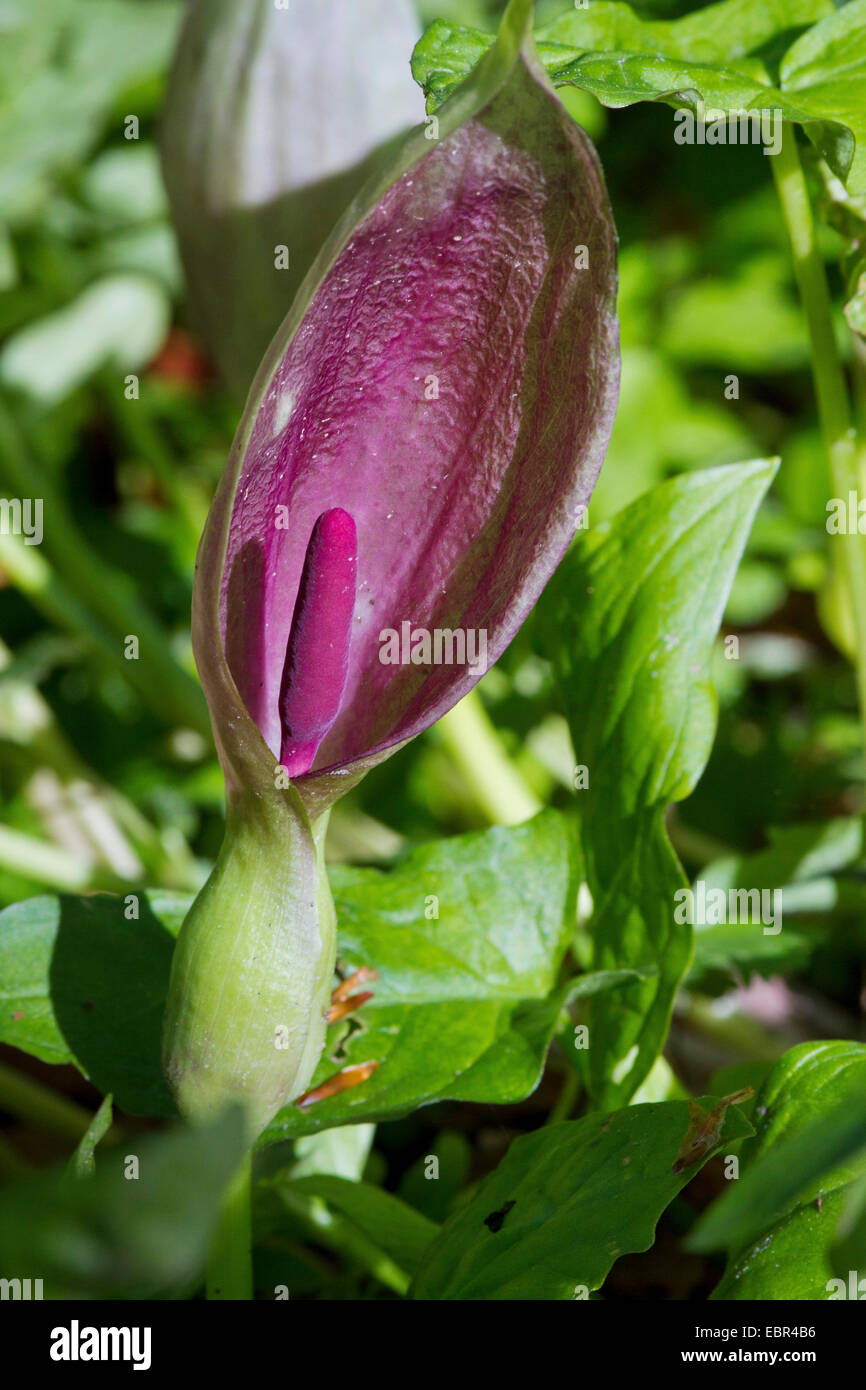 Lords-and-Ladies, Portland Pfeilwurz, Cuckoopint (Arum Maculatum), blühen, Deutschland Stockfoto