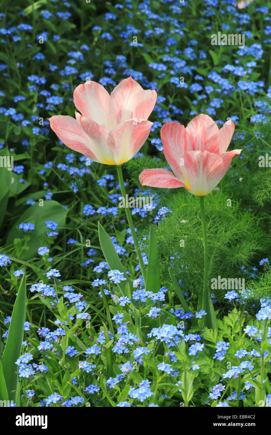gemeinsamer Garten-Tulpe (Tulipa spec.), Blumenbeet mit rosa Tulpen und Vergissmeinnicht, Deutschland Stockfoto