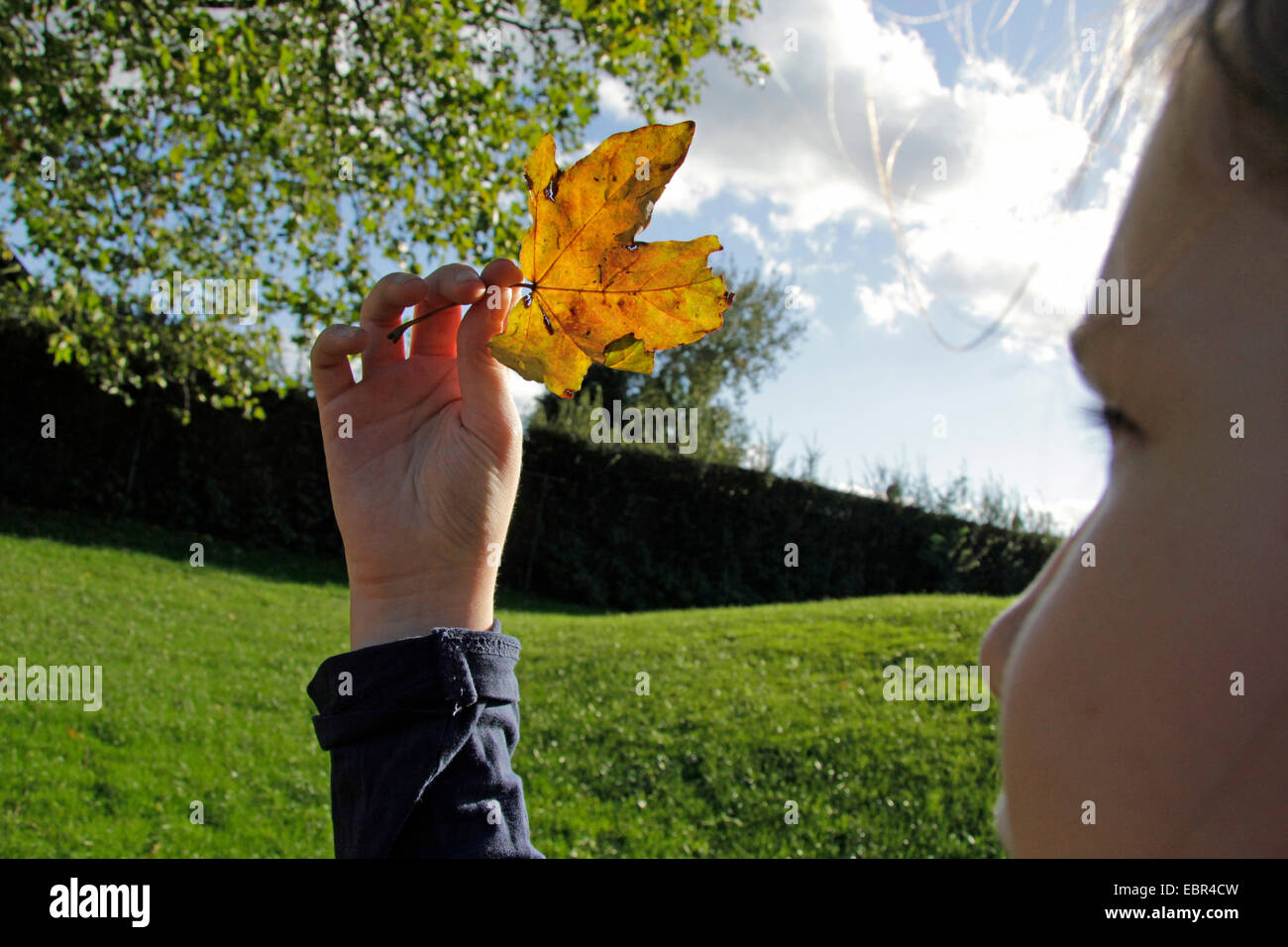 kleines Mädchen betrachten ein Herbst Blatt, Deutschland, Nordrhein-Westfalen Stockfoto