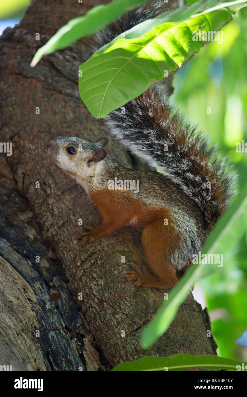 Bunte Eichhörnchen (Sciurus Variegatoides), Klettern auf einem Baumstamm, Costa Rica, Jaco Stockfoto