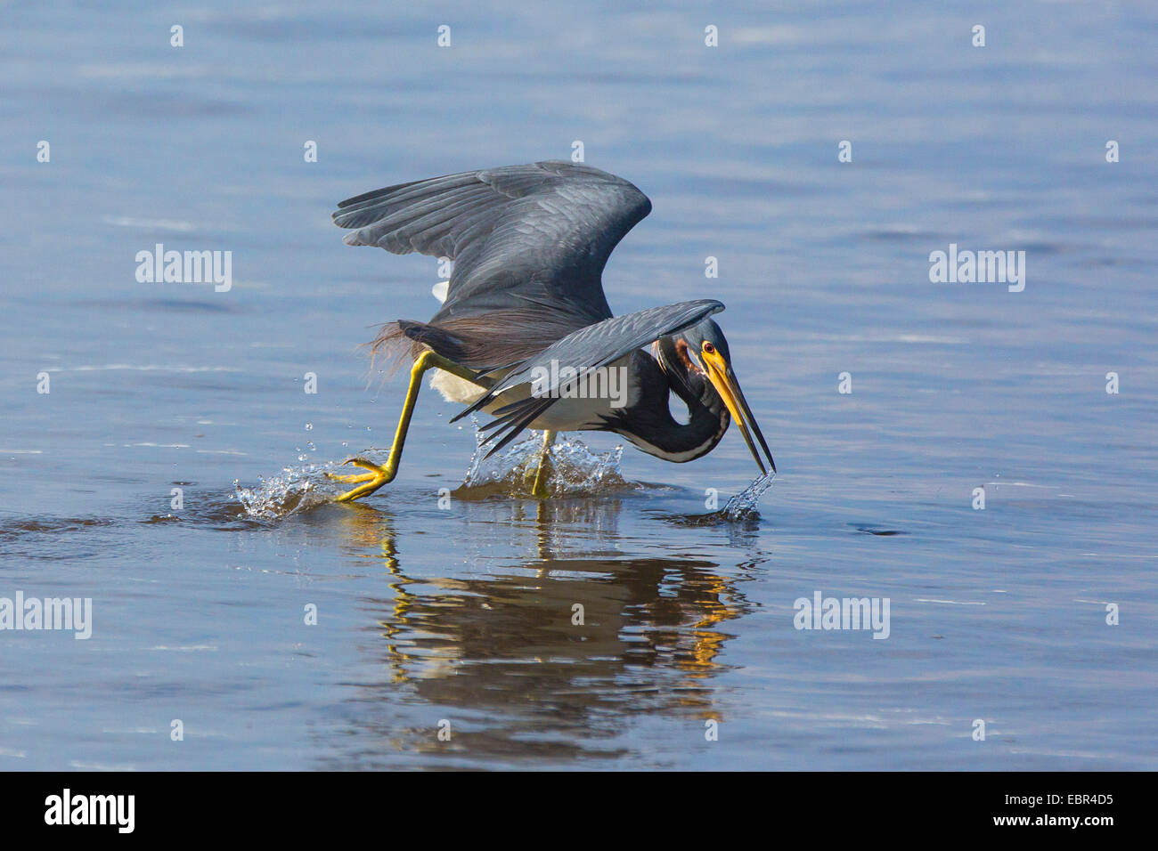 Louisiana Reiher, dreifarbigen Reiher (Egretta Tricolor), Angeln am Strand, Costa Rica, Pazifikkueste Stockfoto