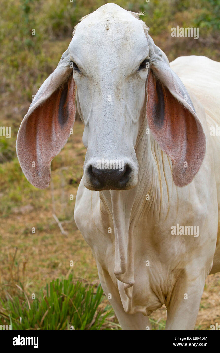 Zebu, bucklig Rinder, Indicus Rinder (Bos Primigenius Indicus, Bos Indicus), Porträt, Costa Rica, Jaco Stockfoto