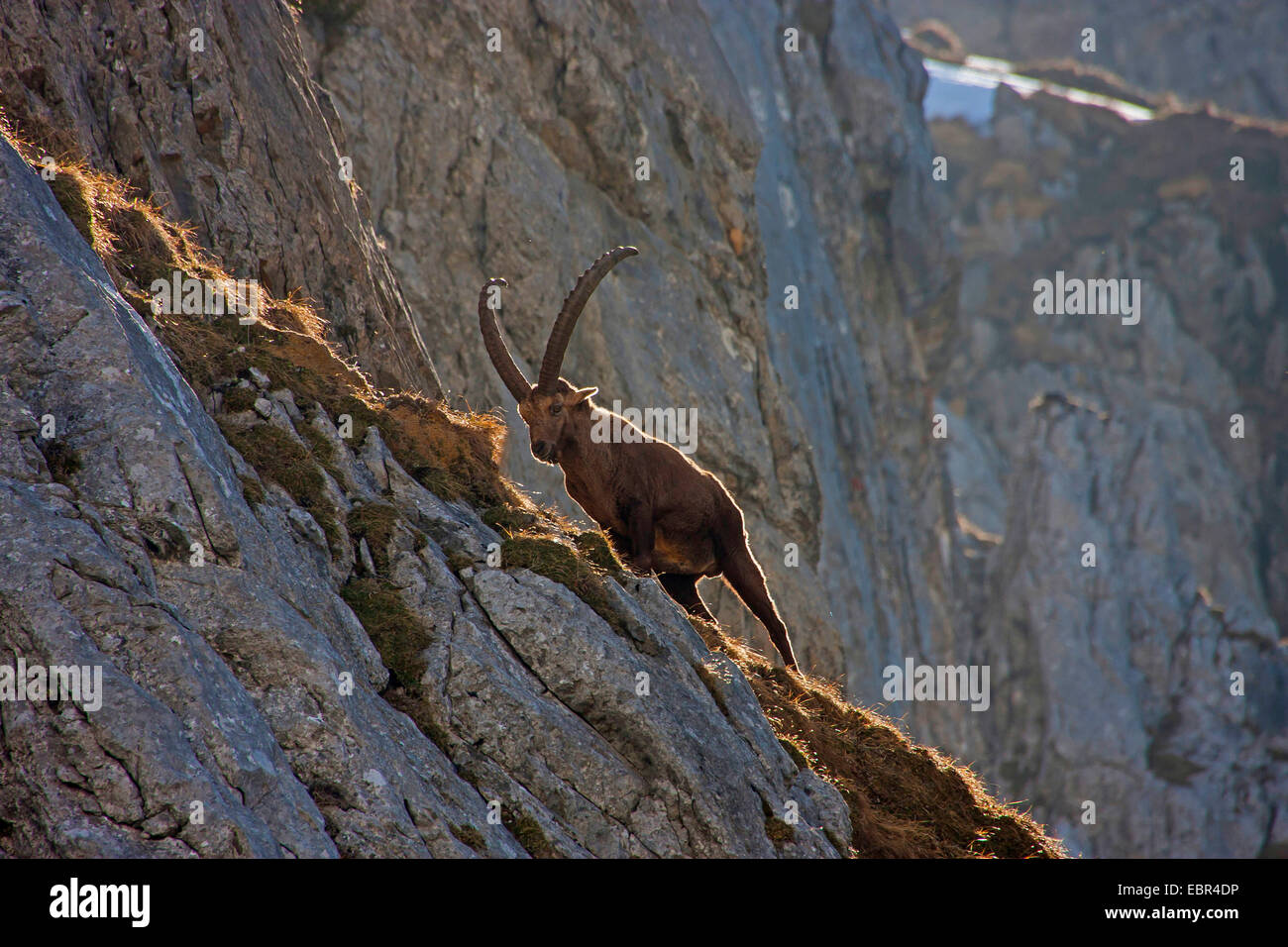 Alpensteinbock (Capra Ibex, Capra Ibex Ibex), Klettern in einer Steilwand, der Schweiz, Churfirsten, Toggenburg Stockfoto