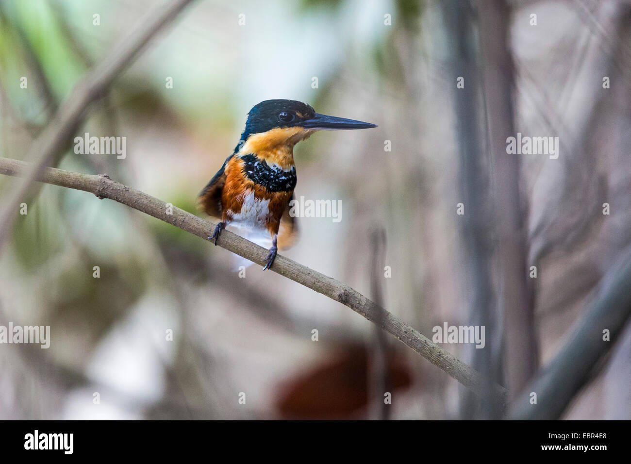 Pygmy Kingfisher (Chloroceryle Aenea), weibliche sitzt auf einem Ast, Costa Rica, Rio Tarcoles Stockfoto