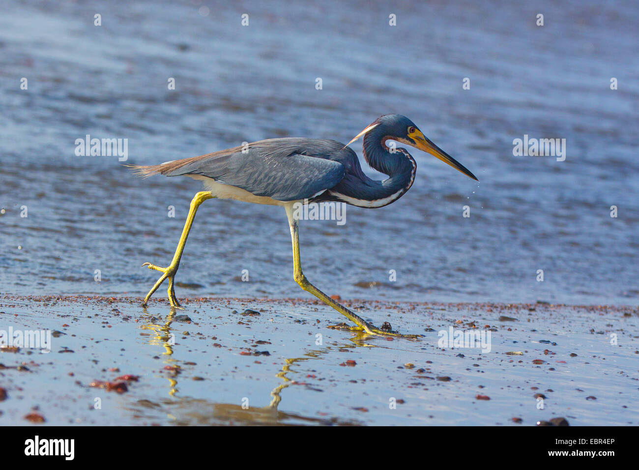 Louisiana Reiher, dreifarbigen Reiher (Egretta Tricolor), walking am Strand bei Ebbe, Costa Rica, Pazifikkueste Stockfoto