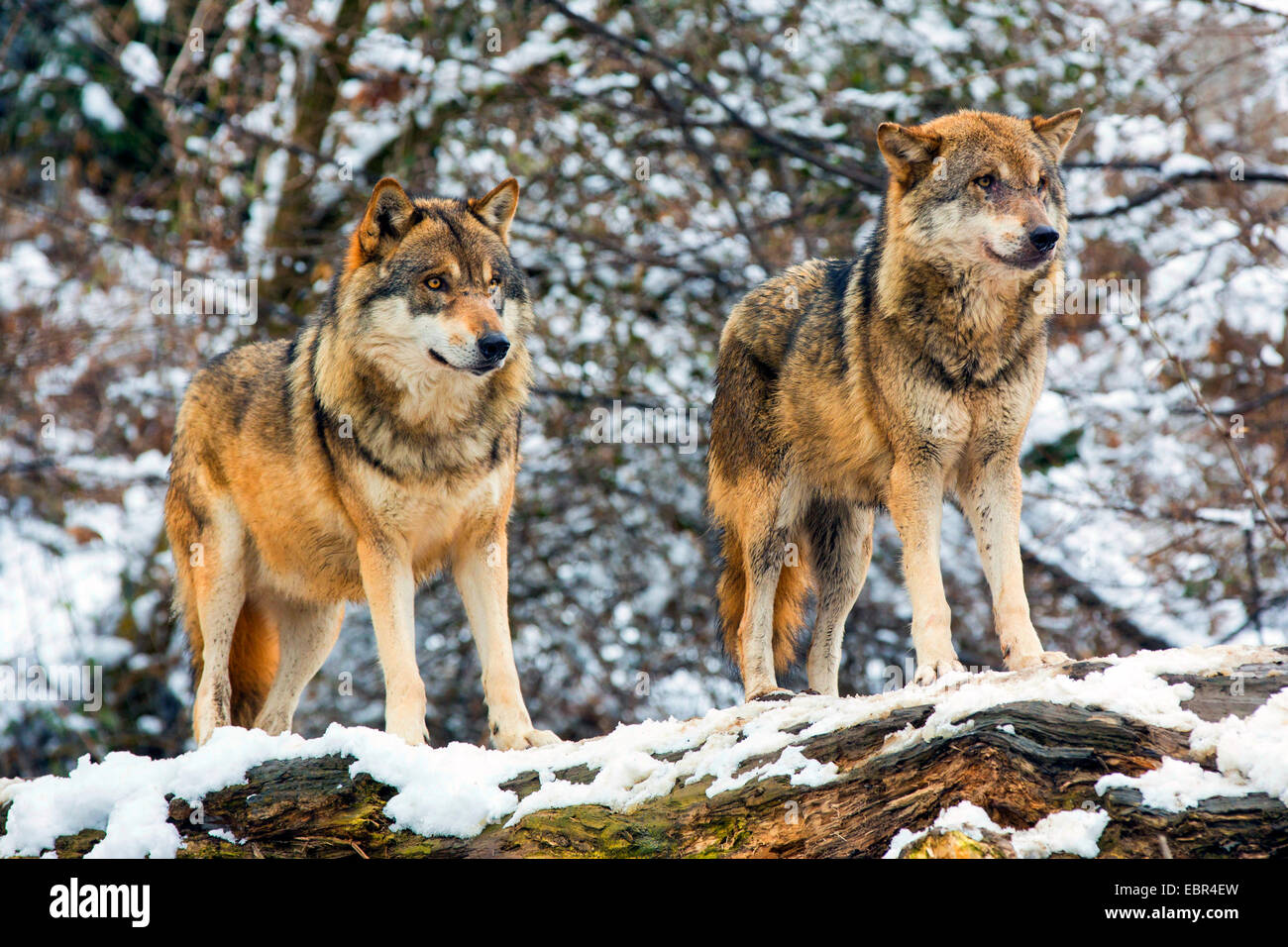 Europäische graue Wolf (Canis Lupus Lupus), zwei Wölfe, die Sicherung auf umgestürzten Baumstamm in verschneiter Landschaft, Deutschland Stockfoto