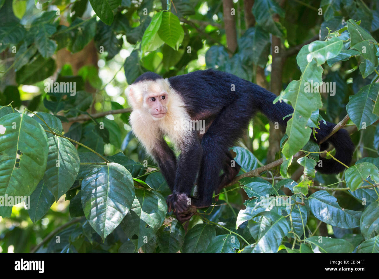 weiße-throated Kapuziner (Cebus Capucinus), auf einen Baum, Costa Rica, Manuel Antonio Nationalpark Stockfoto