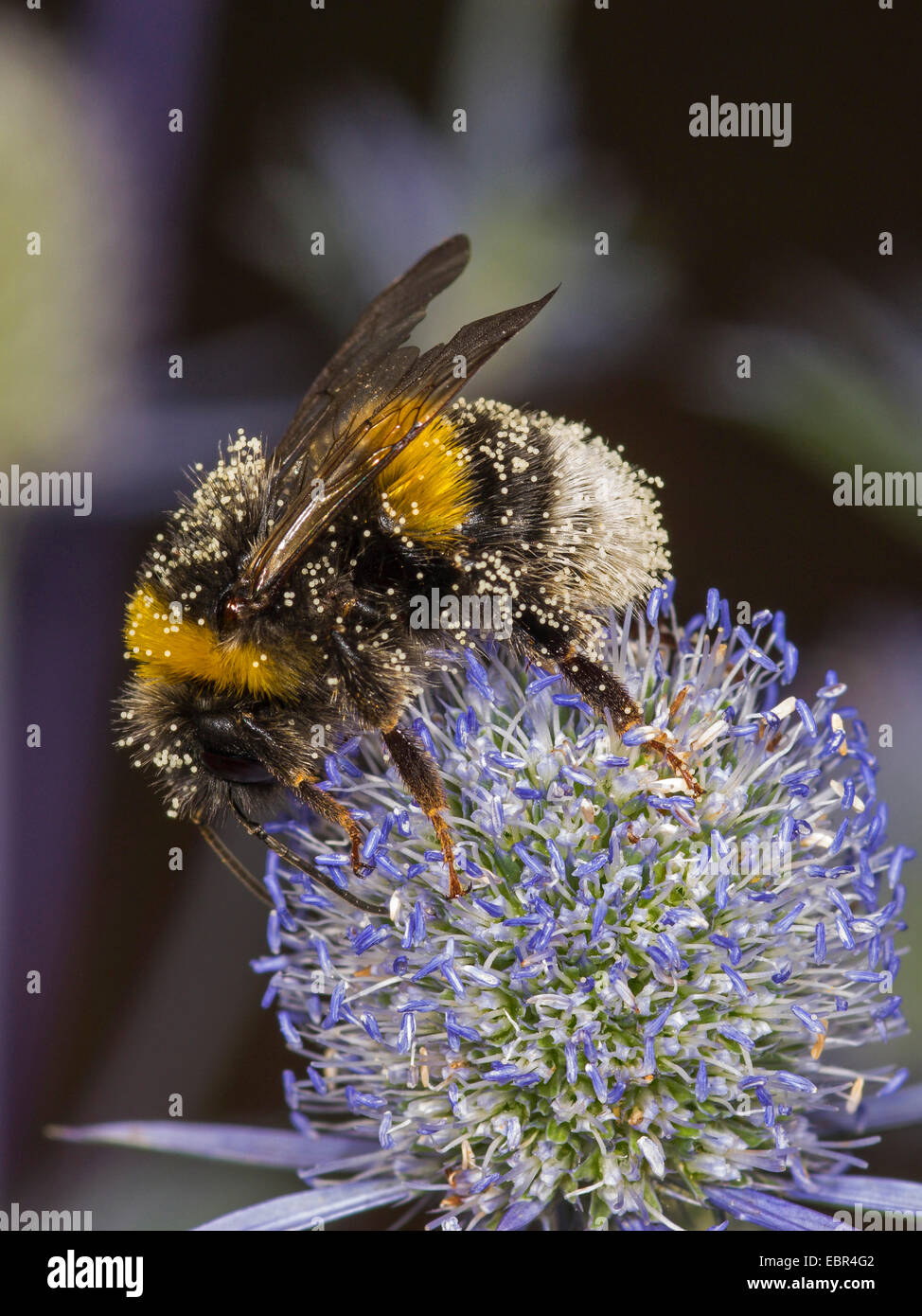 Seeadler Hummel (Bombus Lucorum), Arbeiter, die Nahrungssuche auf Eryngium Planum, Deutschland Stockfoto