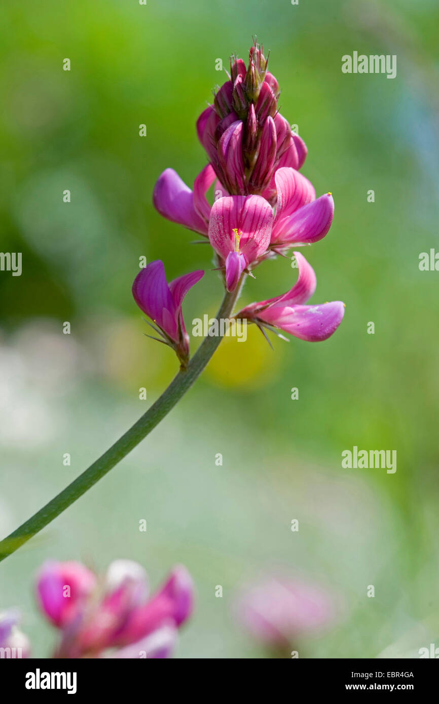 Berg-Esparsette (Onobrychis Montana), Blütenstand, Schweiz Stockfoto
