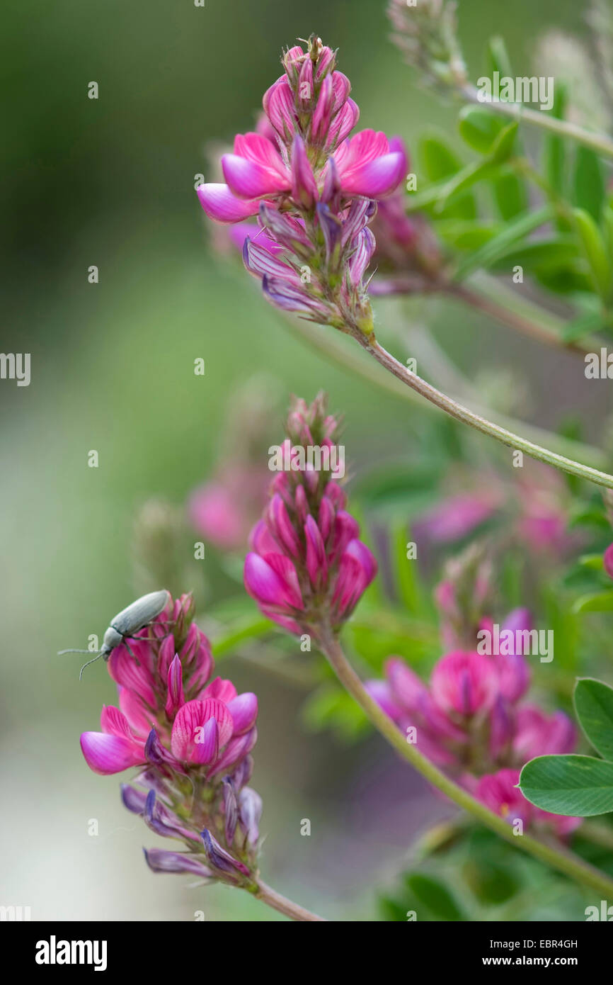 Berg-Esparsette (Onobrychis Montana), blühen, Schweiz Stockfoto