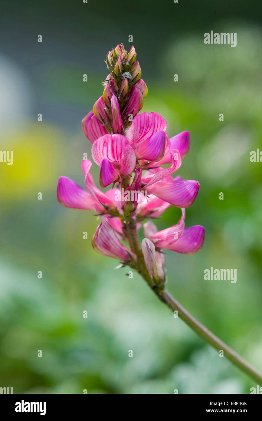 Berg-Esparsette (Onobrychis Montana), Blütenstand, Schweiz Stockfoto